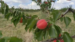 Пріція . Повна стиглість. 27.06.22р.