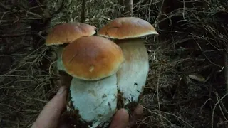 Пошук осінніх білих грибів в Карпатах без розмов.  Тихе полювання.