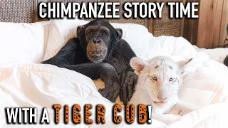 Chimpanzee Story Time with a Tiger Cub! | Myrtle Beach Safari