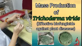 Trichoderma viride | Effective Biofungicide | Cure / Control Plant Diseases