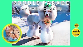 Daisy's Diary: Carmel Poodle Parade 2023, Carmel Poodle Day, Cat Attends the Poodle Parade, 4K