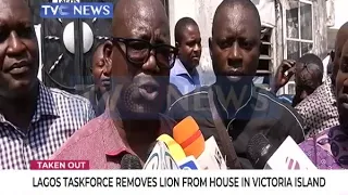 Lagos Taskforce tranquillizes, removes lion from Indian’s VI residence