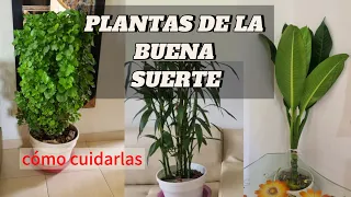 CÓMO CUIDAR LAS PLANTAS DEL DINERO/Liliana Muñoz