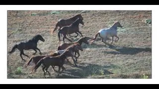 Return To Freedom American Wild Horse Sanctuary Opening Day May 2013