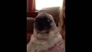 Screaming Drama Pug