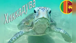 Turtle Beach - Hikkaduwa. Плаваем с большими морскими черепахами