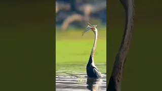 Grey Heron - Birds Fishing - Storks - hunting a Fish