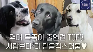 [스페셜] 주인 말 한 번에 알아 듣는 똑똑이 강아지 모음