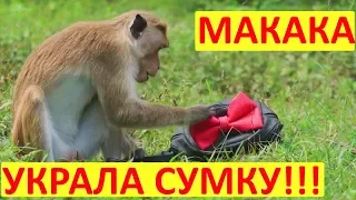 Обезьяна УКРАЛА Рюкзак с АЙФОНОМ😱ЭТО НЕ #ПРАНКНАДЛИЗОЙ