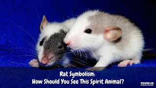 Rat Symbolism: How Should You See This Spirit Animal?