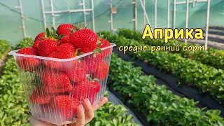 🍓Обзор сорта клубники АПРИКА🍓 06.05.2024. Ставрополь