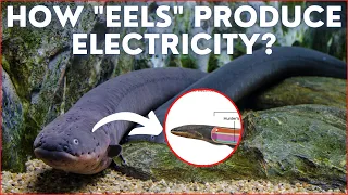 How "EELS" produce electricity? - By Kishor Singh #shorts