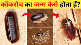 कॉकरोच का जीवन चक्र | Cockroach Life Cycle Video | Life Cycle Of Cockroach In Hindi
