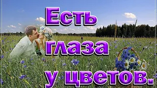 Музыка и песни прошлых лет  Есть глаза у цветов