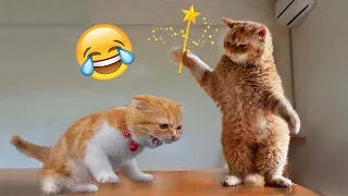 Funniest Animals 2024 😅 New Funny Cats and Dogs Videos 😹🐶 Part 30