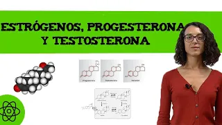 Estrógenos, progesterona y testosterona 👨👩