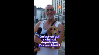 Le parc à chiens, un nouveau monde quand tu adoptes !