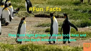 Emperor penguins huddle for warmth. #facts #shorts