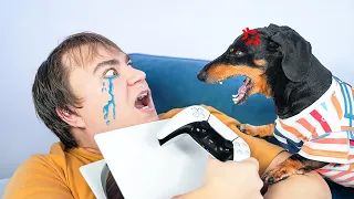 Gaming Addiction! Cute & funny dachshund dog video!