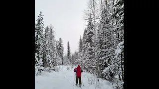 Красота зимней тайги (Восточная Сибирь, Иркутская область, город Железногорск-Илимский)