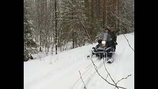 Волки перехитрили охотников и устроили новое нападение на деревню Сява