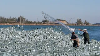 video Fishermen Catching Fish With a Cast Net - Caught a lot of mullet in the river #02