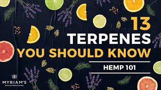 13 Cannabis Terpenes You Should Know