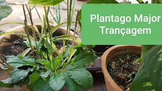 Plantago Major - Trançagem