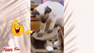 Funny animals videos 🦜😅🦧 Funniest cats, dogs and pets 2024