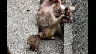 Baby monkeys spending calmly