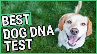 Best Dog DNA Test | TOP 6 Dog DNA Tests (2021) 🐶 ✅