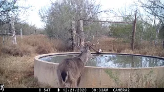 Browning Recon Force trail camera Video Webb County Texas December 2020