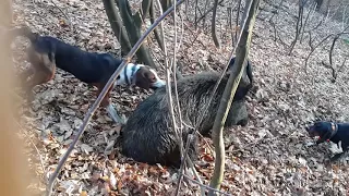 LOV DIVLJE SVINJE SA PSIMA | WILD BOAR ATTACKS HUNTER REAL