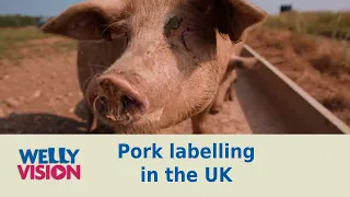 Pigs Part 3: Pork Labelling In The UK | Welly Vision