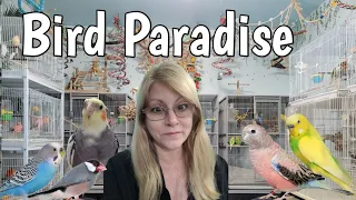 Donna's Unbelievable Bird Obsession: A Tour Of Her Extraordinary Bird Room