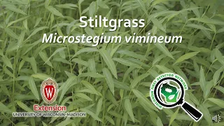 Identification of Stiltgrass (Microstegium vimineum)