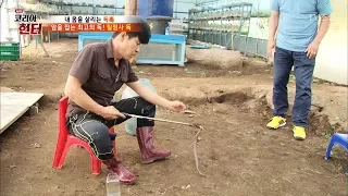 가장 센 독을 가진 칠점사의 독을 빼내는 헌터! [뉴 코리아 헌터] 65회 20170828