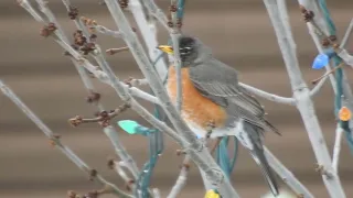 American Robin bird on the branches