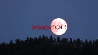 SASQUATCH! MONSTER of the WOODS sightings 2015 2022