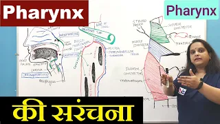 Pharynx Anatomy in Hindi | Nasopharynx, Oropharynx & Laryngopharynx | GI Tract | Digestive system