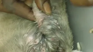 Remove maggot from dog skin || Mangoworms Removal #71