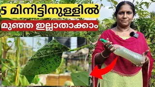 5 മിനിട്ടിനുള്ളിൽ മുഞ്ഞ ഇല്ലാതാക്കാം | Get rid of aphids in 5 minutes | Malayalam