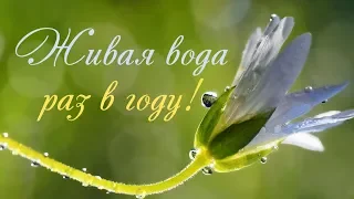 Живая вода Ивана Купалы 🍀 Верьте в чудеса!