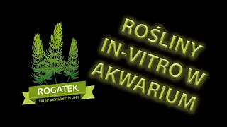 #18 Rośliny in-vitro w akwarystyce - co to jest, wady, zalety i czy warto to kupować?