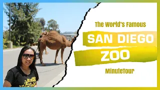 The World's Famous San Diego Zoo - California | MinuteTour