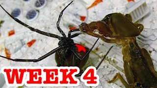 Deadly Spider Vs Devil Bug Week 4 Redback Spiders Educational Video