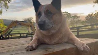 Meet Tilly. A Proper Farm Girl Through and Through.