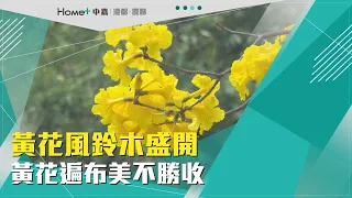 賞花趁現在｜黃花風鈴木盛開 黃花遍布美不勝收