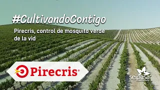 Bioinsecticida para el control de mosquito verde de la vid | Pirecris