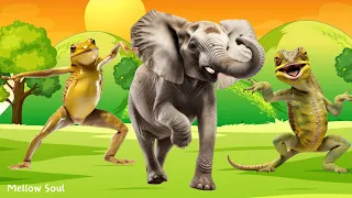 Cutest animal sounds and behaviors compilation: frog, elephant, iguana, galeeny, ibis, sheep